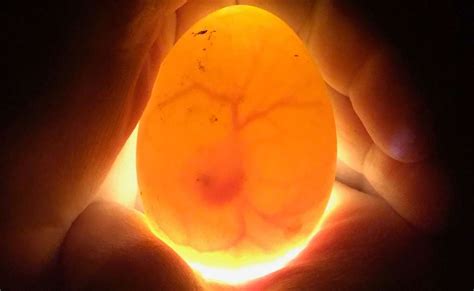 Maximizing Egg Hatch Rates with a Magic Fly Egg Incubator